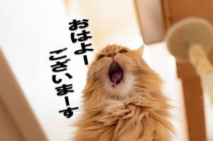 らん