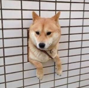 らん